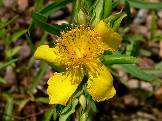 {Hypericum dolabriforme}